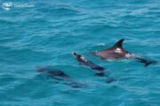 Delfin tour in Hurghada