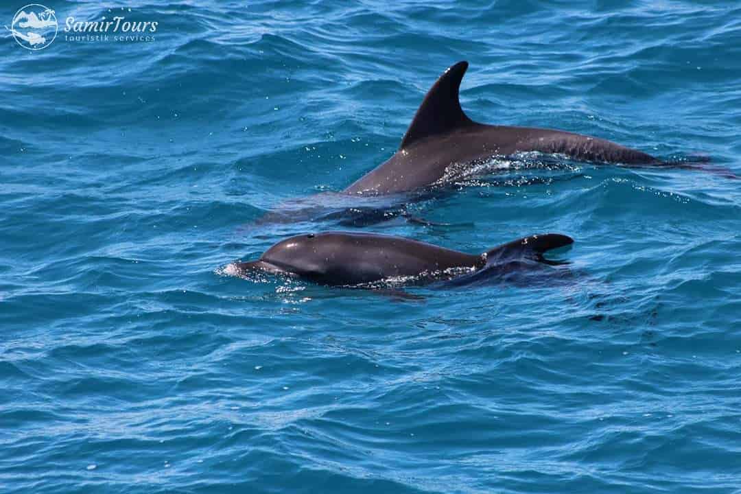 Tauchen sie ein in die wunderschöne unterwasserwelt im Roten Meer . nutzen Sie die Angelegenheit mit der Delfinen zu schwimmen am Delfinhaus und schnorcheln sie in bunten Korallenriffen . Entspannen sie zwischendurch auf dem sonnendeck und geniessen sie ein köstliches Mittagessen 