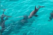 Delphintour in Hurghada