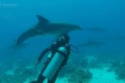 Delphin Tour in Hurghada