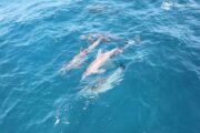 Delphin Tour in Hurghada
