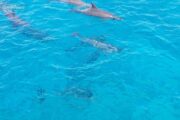 Delphin Tour in Hurghada