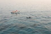 Delphin tour in Hurghada