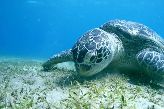 Abu Dabab Schildkröte Bucht