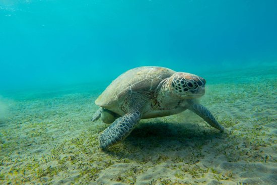 Marsa Alam Ausflüge